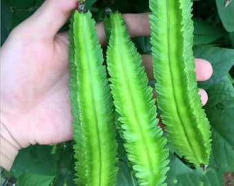 Winged Bean Seeds Asian Psophocarpus Tetragonolobus Bonsai Vegetable Plants Seeds