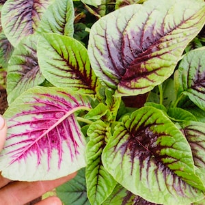 Edible Amaranth Red Leaf Seeds, Chinese Spinach