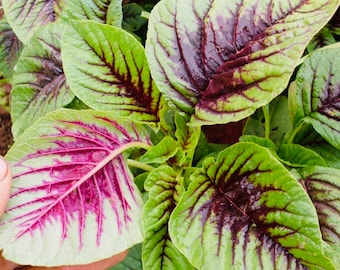 Edible Amaranth Red Leaf Seeds, Chinese Spinach