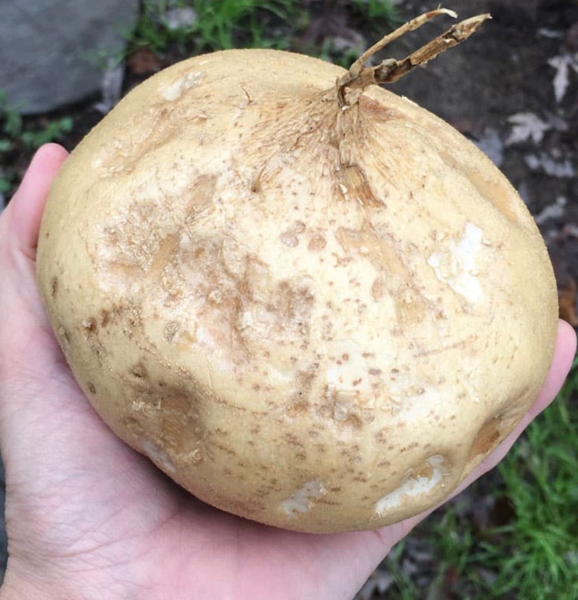 TRUE JICAMA Seeds Pachyrhizus erosus Etsy