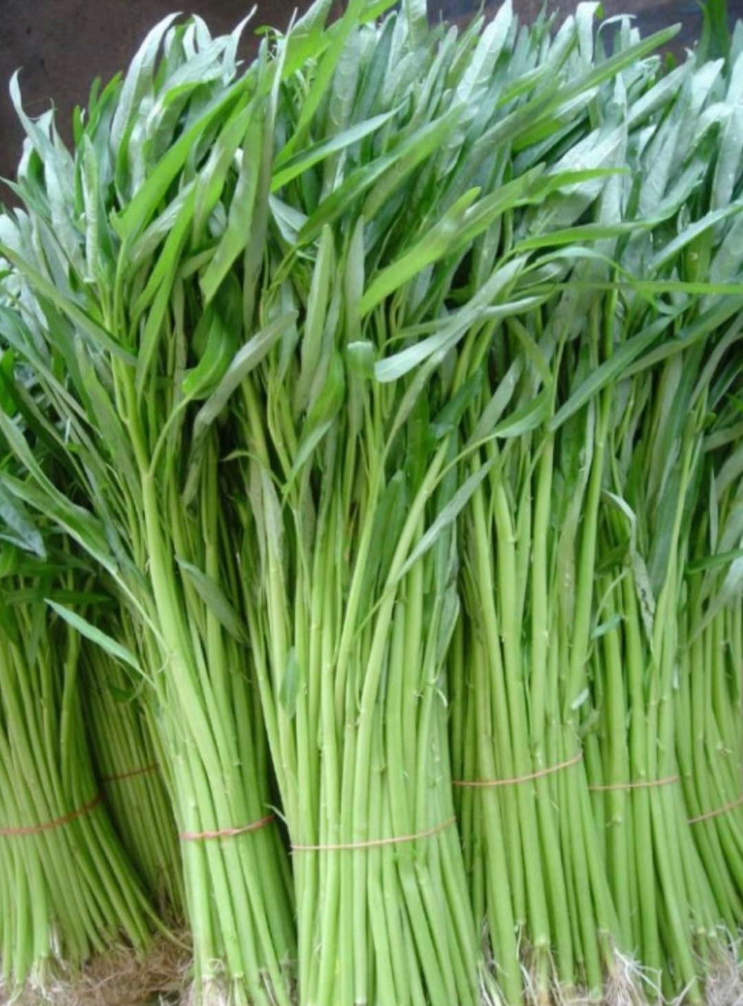 Kangkong Water Spinach Seeds Pack Of 250 Seeds