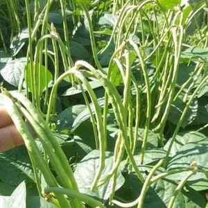 Thai Cowpea Light-Green Seeds Yard Long Bean (10+ Seeds)
