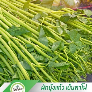 Water Spinach Seeds (Yen Ta Fo)