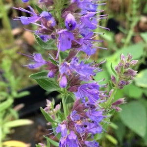 Hyssop Seeds