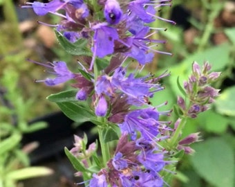 Hyssop Seeds