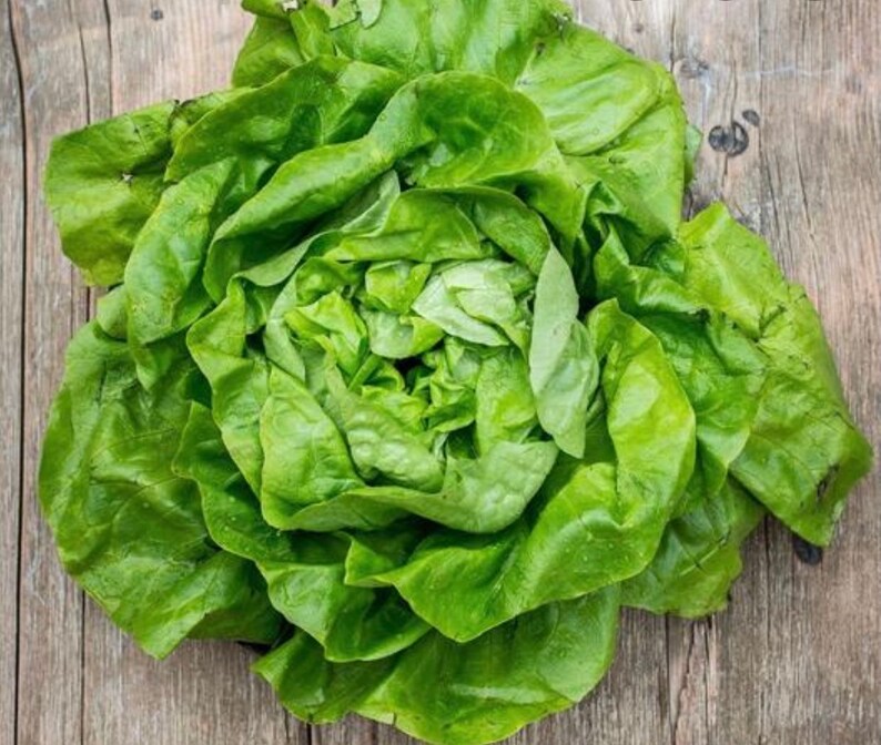 White Boston Butterhead Lettuce Seeds Etsy
