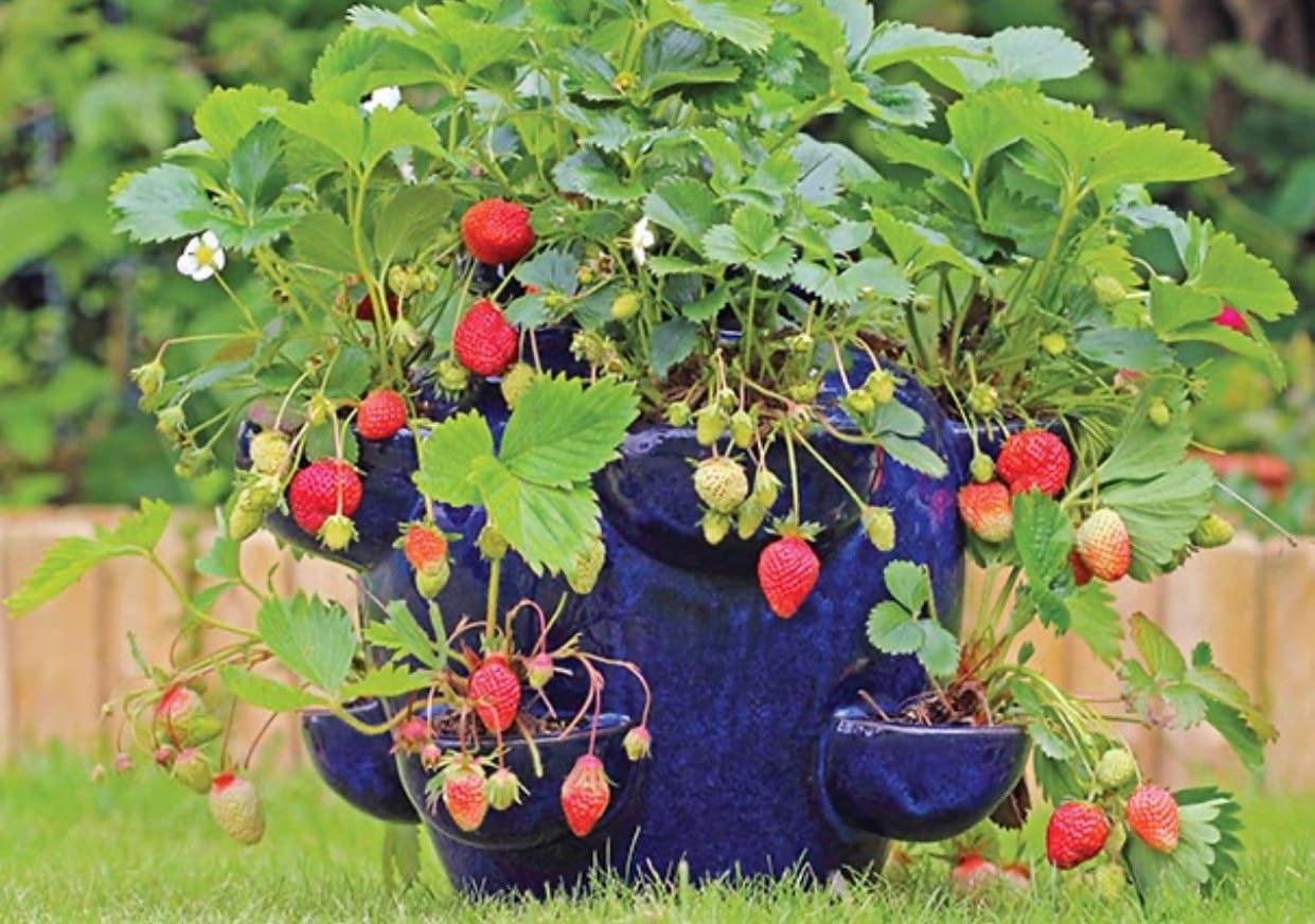 Strawberry Temptation Everbearing Bare Root Plants Organic Etsy