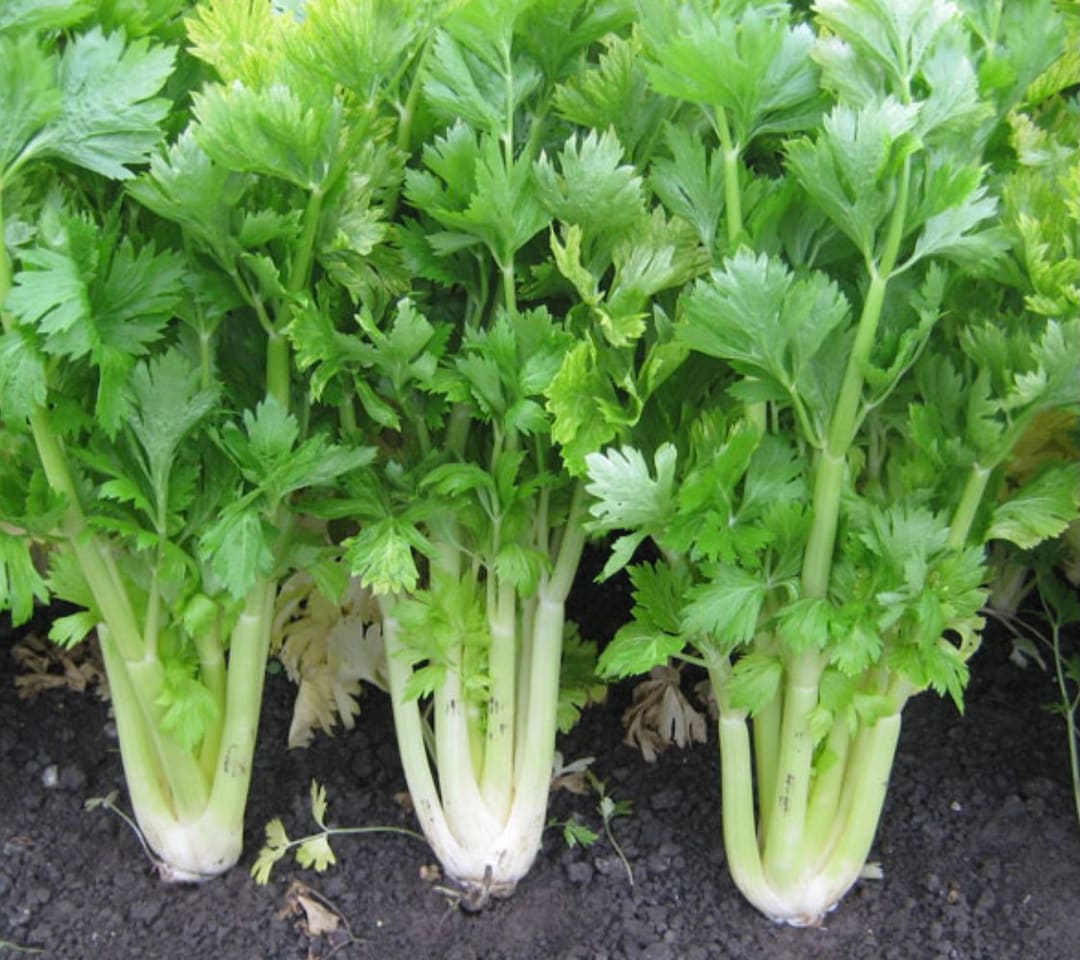 Celely Golden Self Blanching Seeds Etsy celely-golden-self-blanching-seeds-etsy