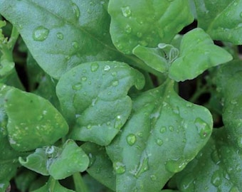 New Zealand Spinach Seeds ,Non-GMO-Vegetable Gardening Seeds