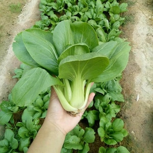 White Stem Pak Choi Seeds ,Cabbage Chinese Vegetables Seeds (500+ Seeds)