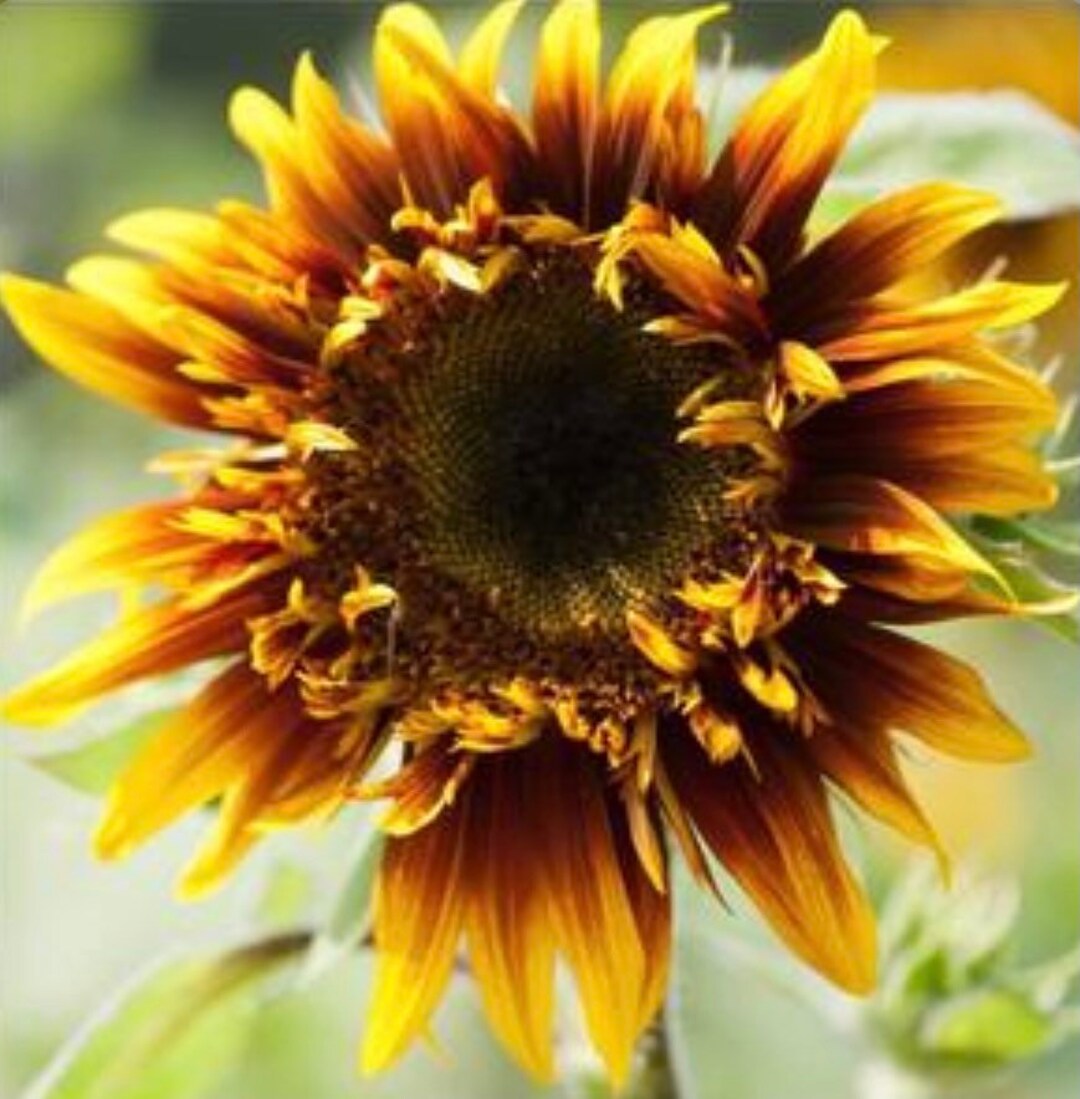 Joker Sunflower Seeds 15 Seeds Etsy