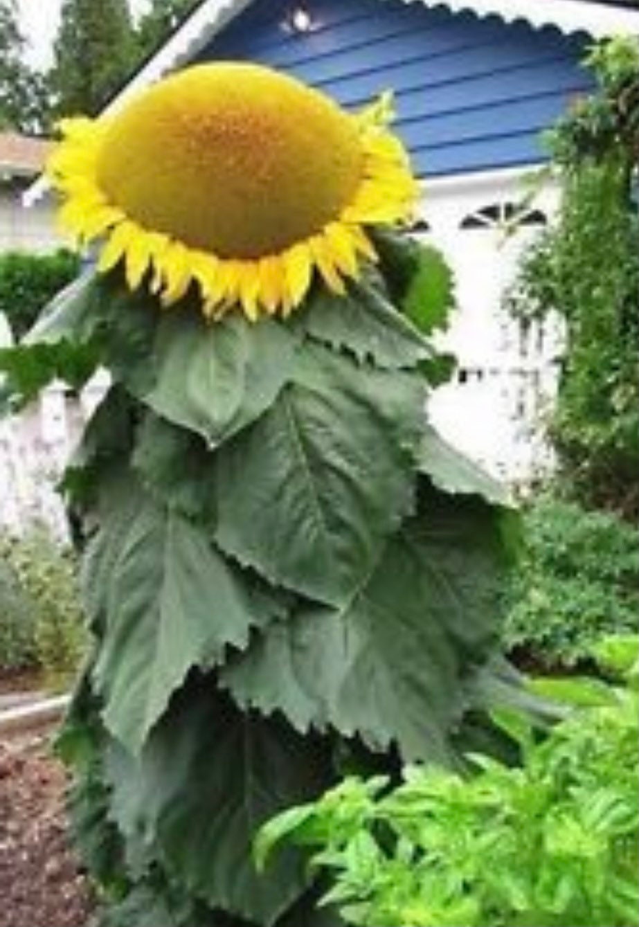 Mongolian Giant Sunflower Seeds 10 Seeds Etsy