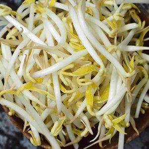 May include: A close-up shot of a bowl filled with fresh bean sprouts. The sprouts are primarily white with yellow tips, creating a vibrant contrast. The bowl is a natural, earthy brown color, and the background is a dark, textured surface.