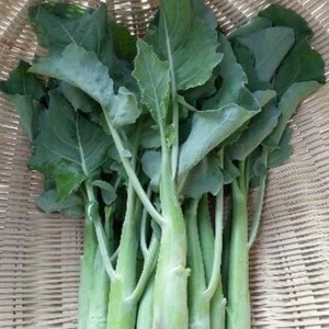 Gai Lan Seeds (Chinese Broccoli)