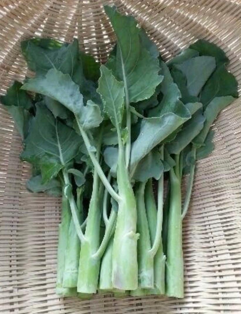 Chinese Kale Kailaan Chinese Broccoli Gai Lan Pak Choy Seeds 