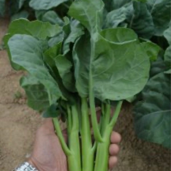 Gai Lan Early Jade Hybrid Seeds, Chinese Broccoli Asia Vegetable Seeds