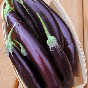 Thai Long Purple Eggplant Intranin Seeds