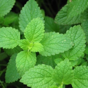 Peppermint Herb Seeds (100+ Seeds)