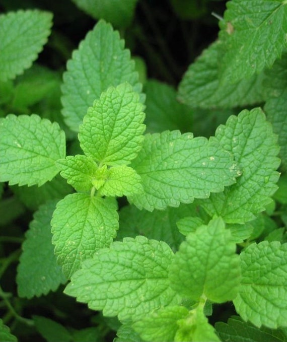 Peppermint Herb Seeds (100+ Seeds) - Etsy