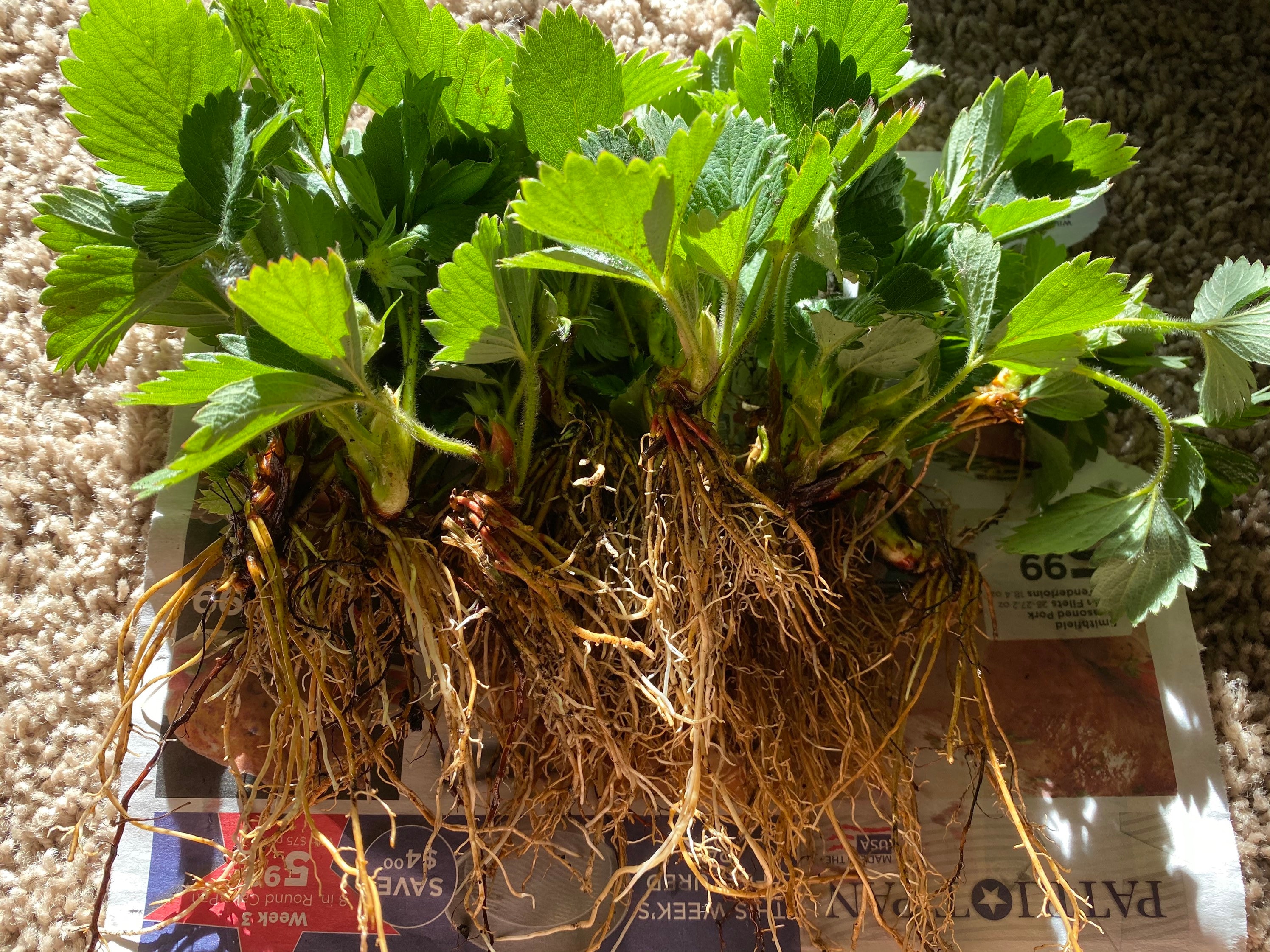 Strawberry Temptation Everbearing Bare Root Plants Organic Etsy