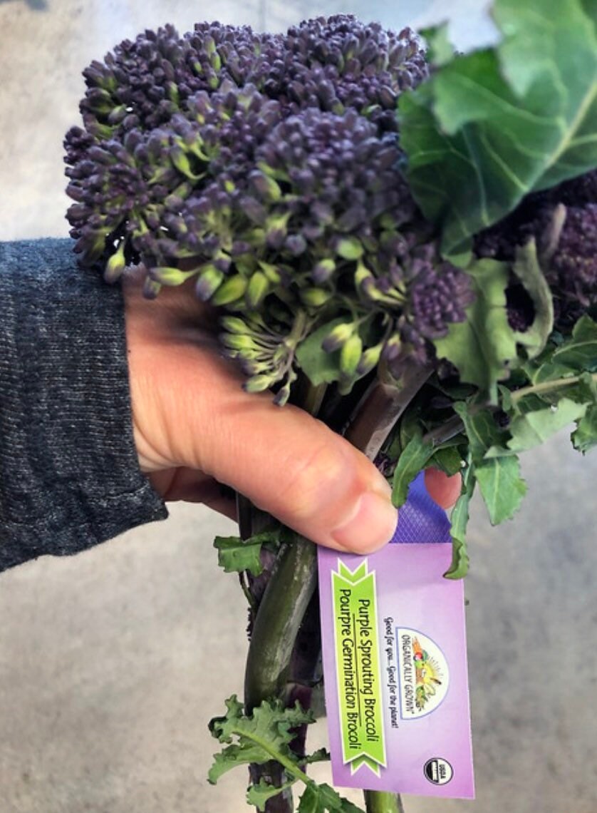 purple sprouting broccoli seedlings purple sprouting broccoli seedlings