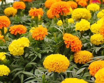May include: A vibrant display of marigold flowers in full bloom. The image showcases a mix of bright yellow and orange blossoms with layered petals, set against a backdrop of green foliage. The flowers are in various stages of bloom.