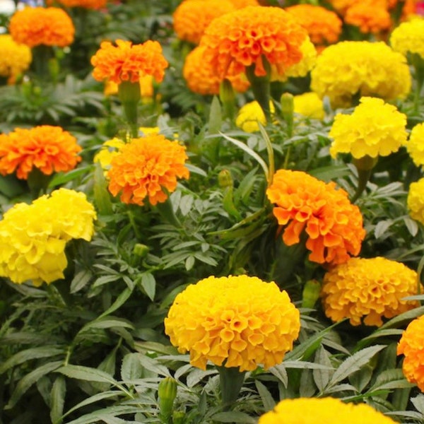 Cracker Jack Marigold Mix Seeds