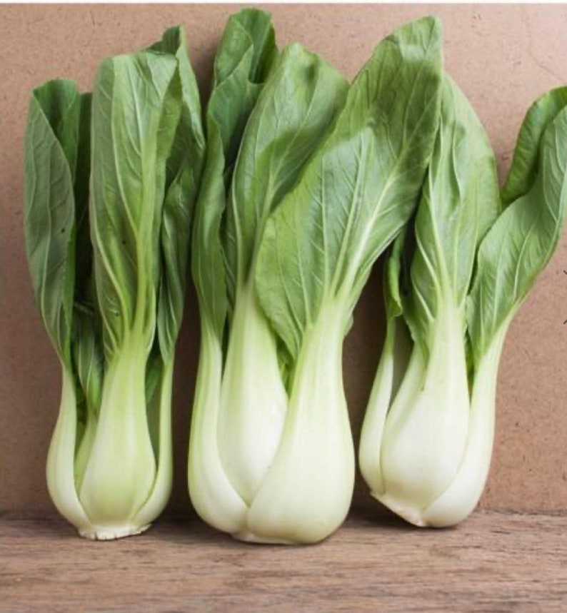 Baby Shanghai Pak Choi Seeds | Etsy
