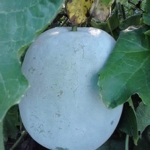 Wax Gourd Giant Round Seed (10 Seeds)