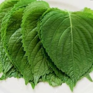 Korean Perilla Shiso Ergoma Seeds Korean specialty Herb
