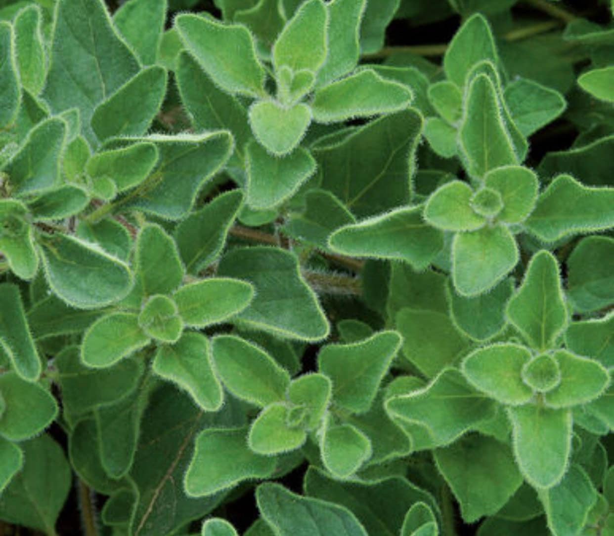 Greek Oregano Herb Seed 100 Seeds Etsy UK