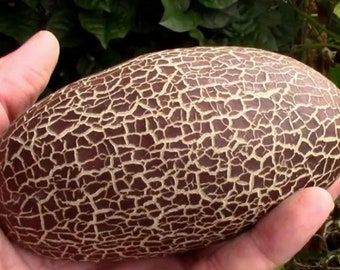 Sikkim Cucumber Seeds