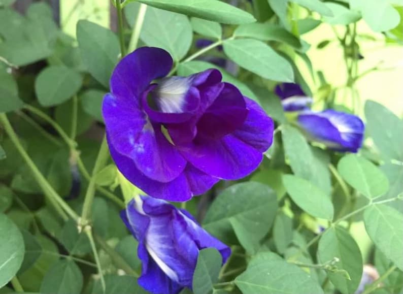 Butterfly Pea Flower Seeds 5 Seeds Etsy New Zealand