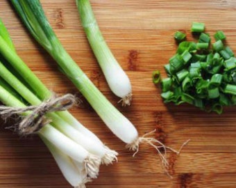 Tokyo Long White Bunching Onion Seeds (500+ Seeds)