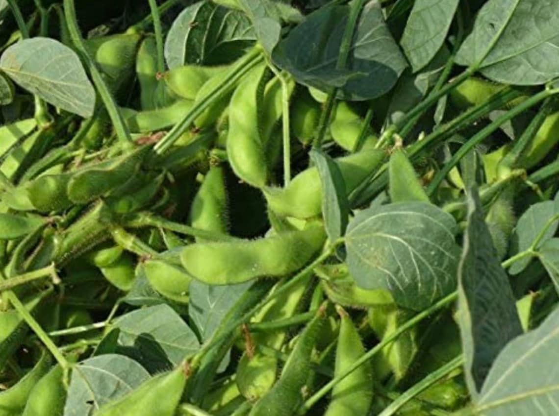 Chiba Green Soybean Seeds grown Certified Organic Etsy Hong Kong