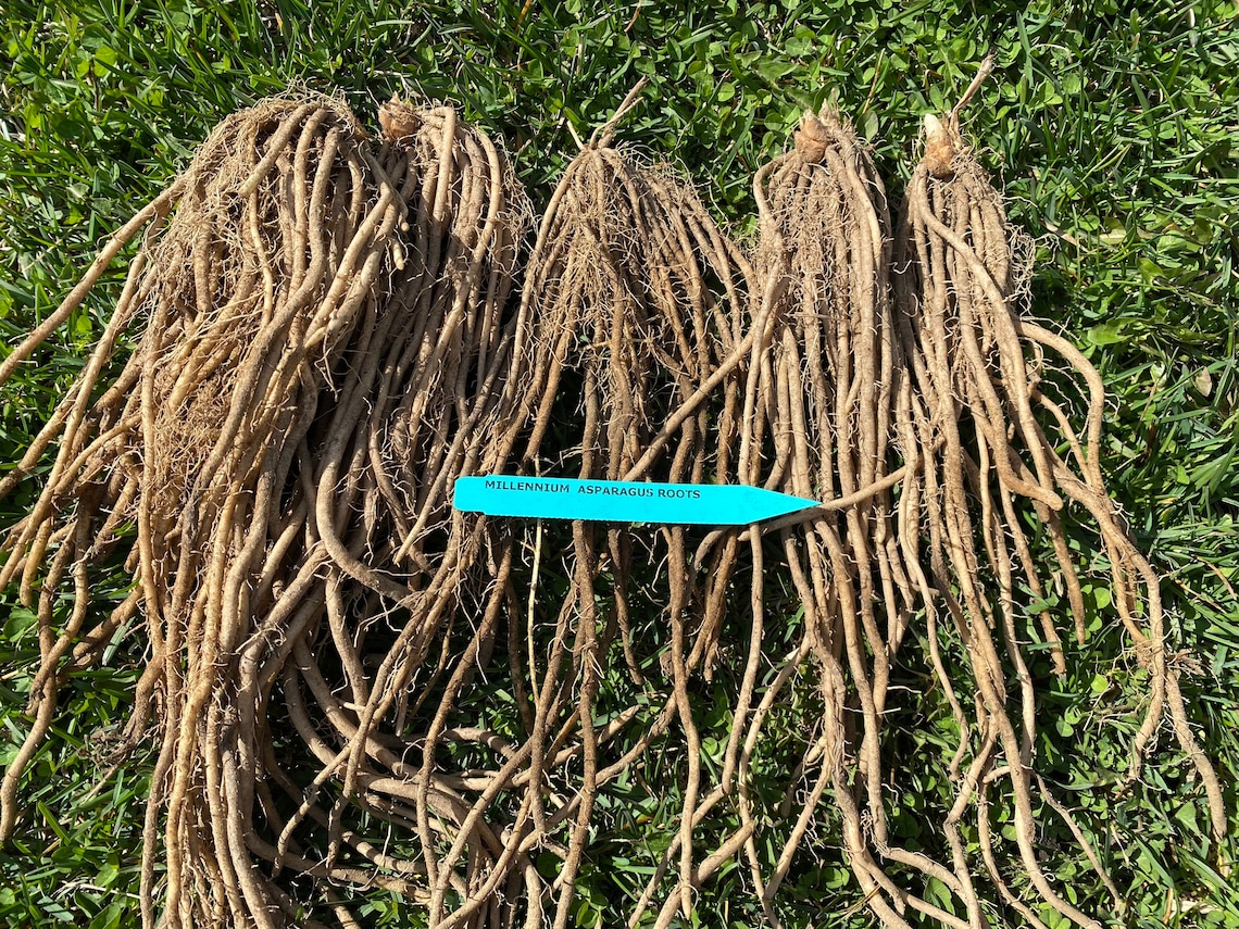Millennium Asparagus Root Crowns Etsy