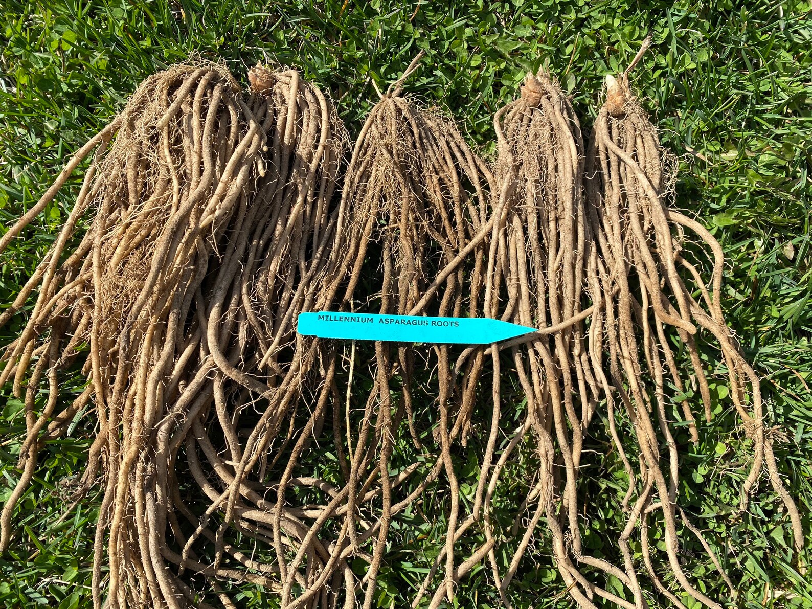 Millennium Asparagus Root Crowns Etsy