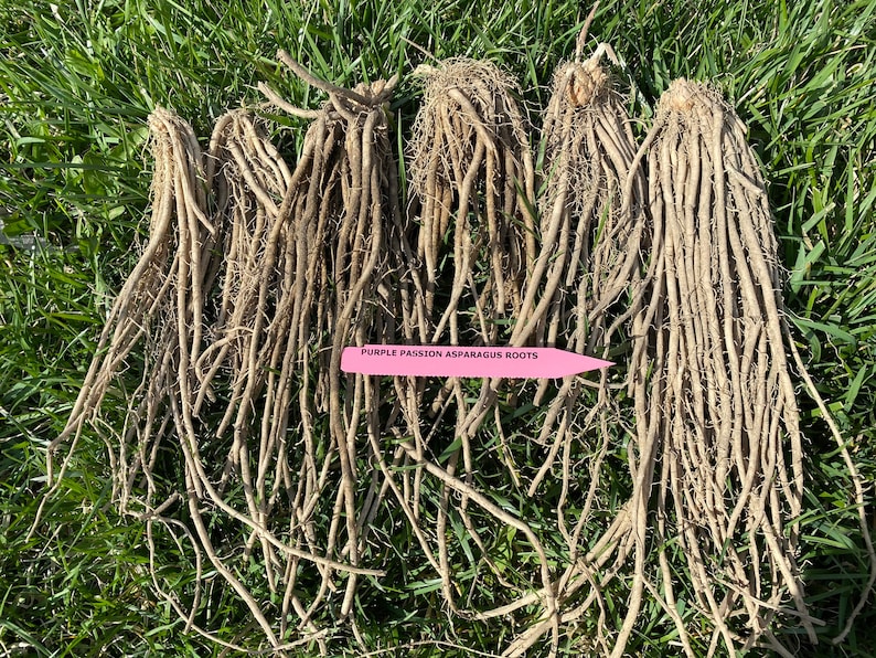 Purple Passion Asparagus Root Crowns root 3 Years Etsy