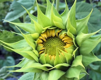 SunFill™Green Sunflower Seeds (10 Seeds)