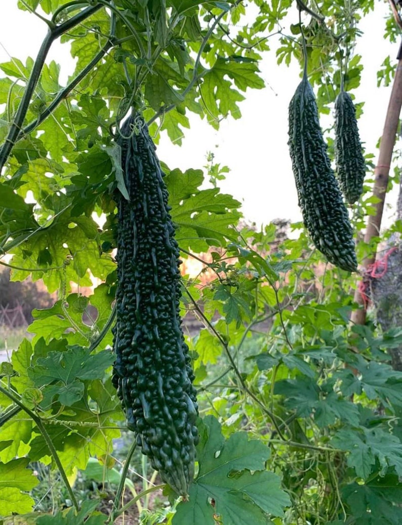 Long Bitter Gourd SeedsJapanese Long Gourd Etsy