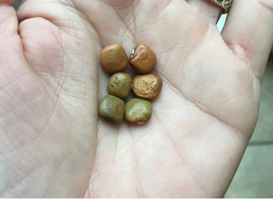 TRUE JICAMA Seeds Pachyrhizus Erosus Etsy