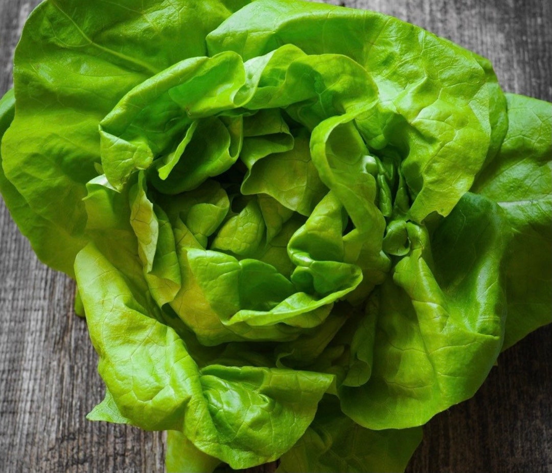 Bibb Butterhead Lettuce Seeds Etsy