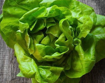 May include: A close-up shot of a vibrant green head of lettuce. The leaves are tightly packed, with a slightly ruffled texture. The lettuce is set against a weathered, gray wooden surface, creating a natural and fresh aesthetic.