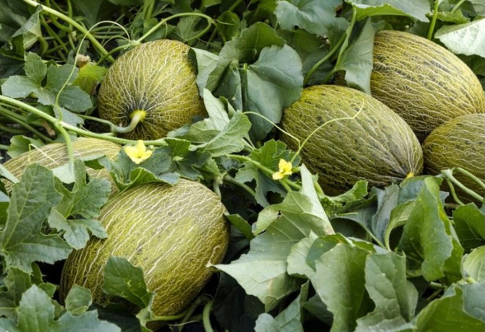 Piel De Sapo Cantaloupe Seeds Spanish Melon Etsy