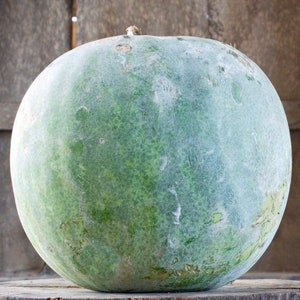 Winter Melon Small Round Seeds- Small Round,aka Wax Gourd, Tung Qwa, (Asian Vegetable)