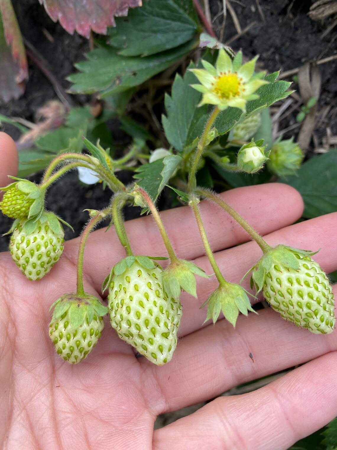 Strawberry Temptation Everbearing Bare Root Plants Organic Etsy