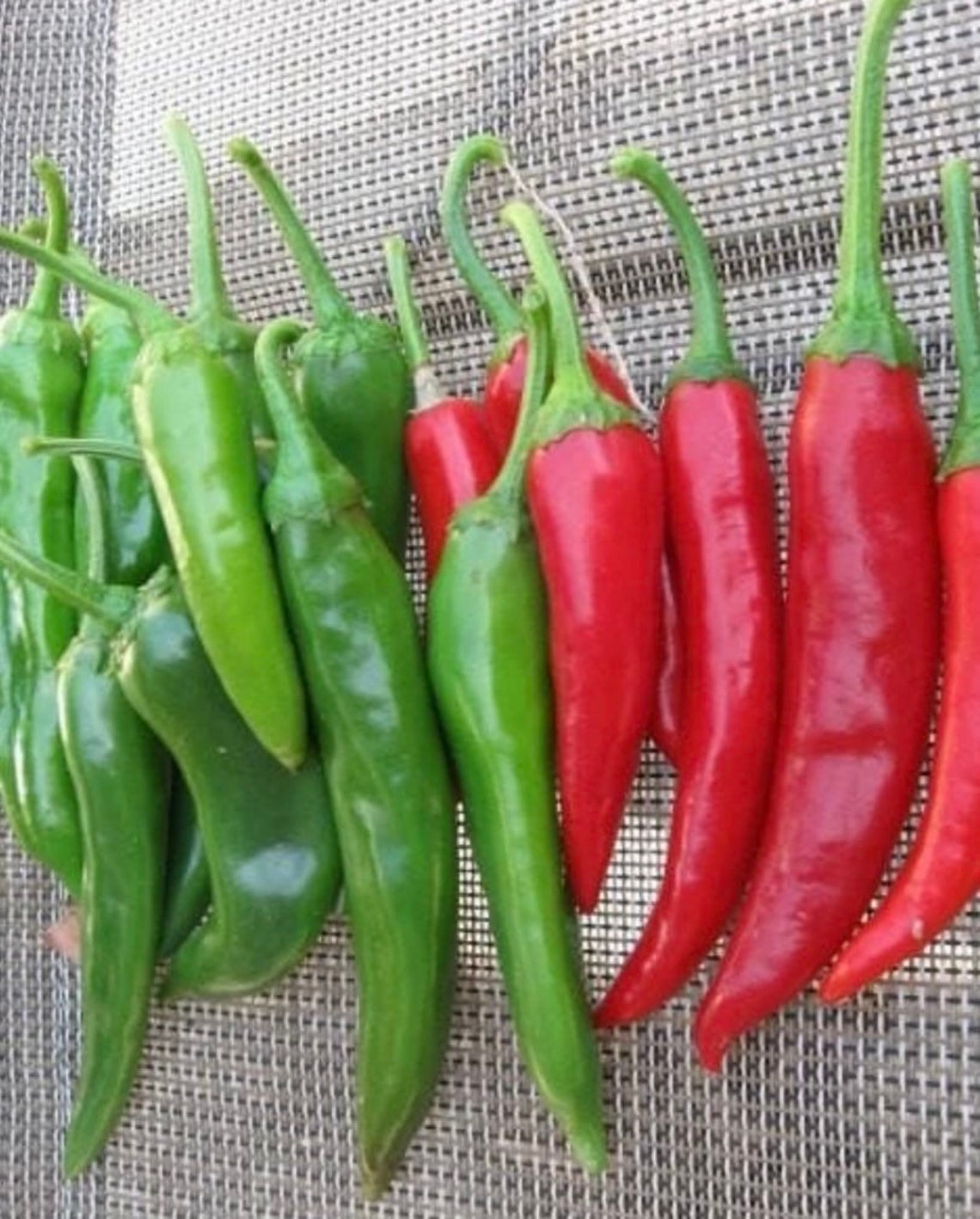 Korean Pepper Yeori Gochu Seed 10 Seeds NONGMO Etsy
