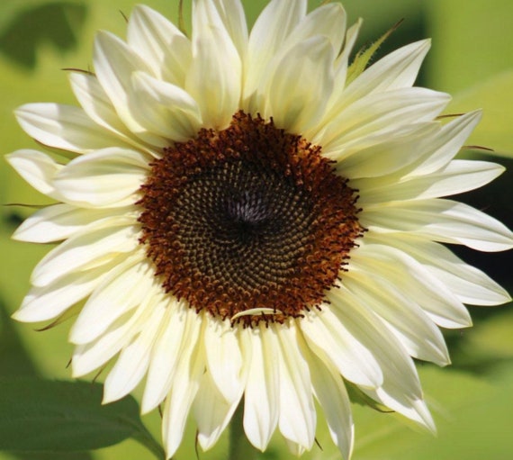 Procut White Nite Sunflower Seeds 15 Seeds New2020 2021 Etsy