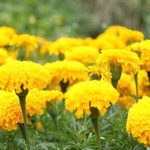 Marigold Seed - Crackerjack Yellow