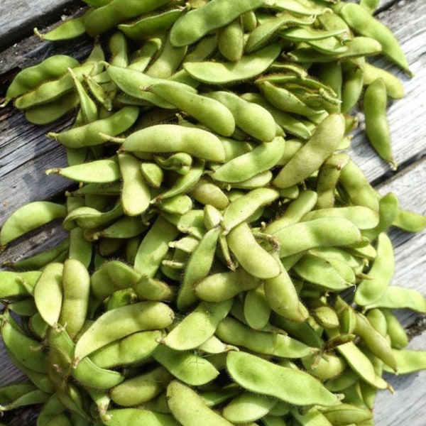 Midori Giant Soybean Seeds  (Grown Certified Organic)